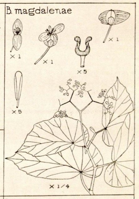B. magdalenae